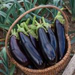Potagères - Aubergine de Barbentane - face recto